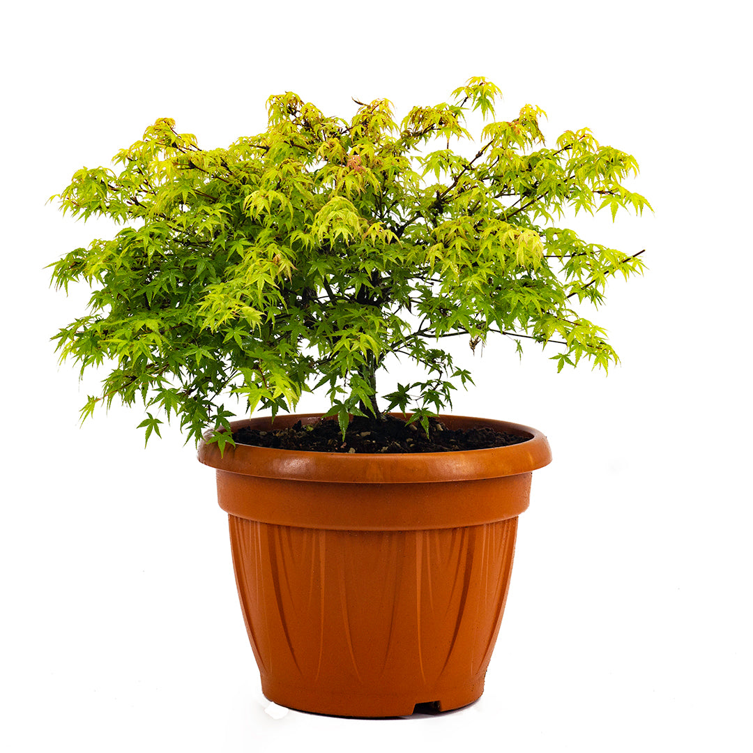 Acer palmatum cv "kiyohime o little princess" INNESTATO - acero giapponese verde nano (Vaso 30 cm)