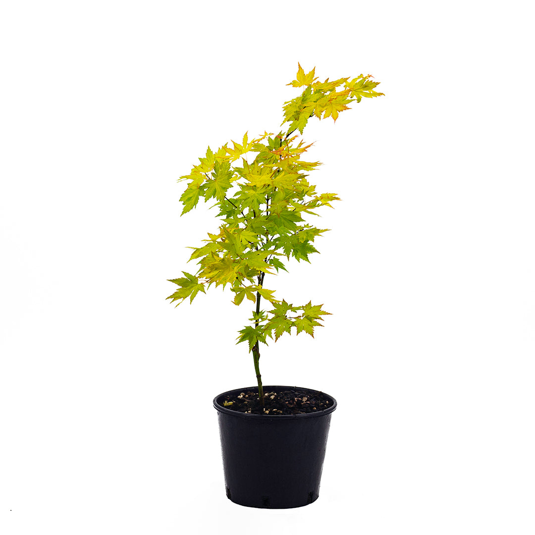 Acer palmatum cv. "orange dream" - orange Japanese maple (18 cm pot, GRAFTED)