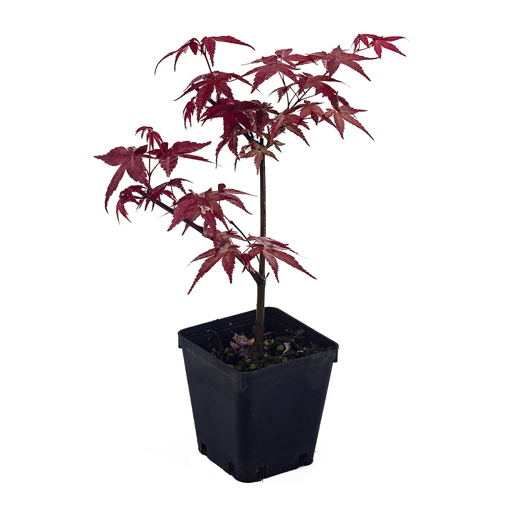 Acer Palmatum Cv. "Deshojo" - Acero Giapponese Rosso (Vaso Quadro 9X9X10 Cm, FRANCO)