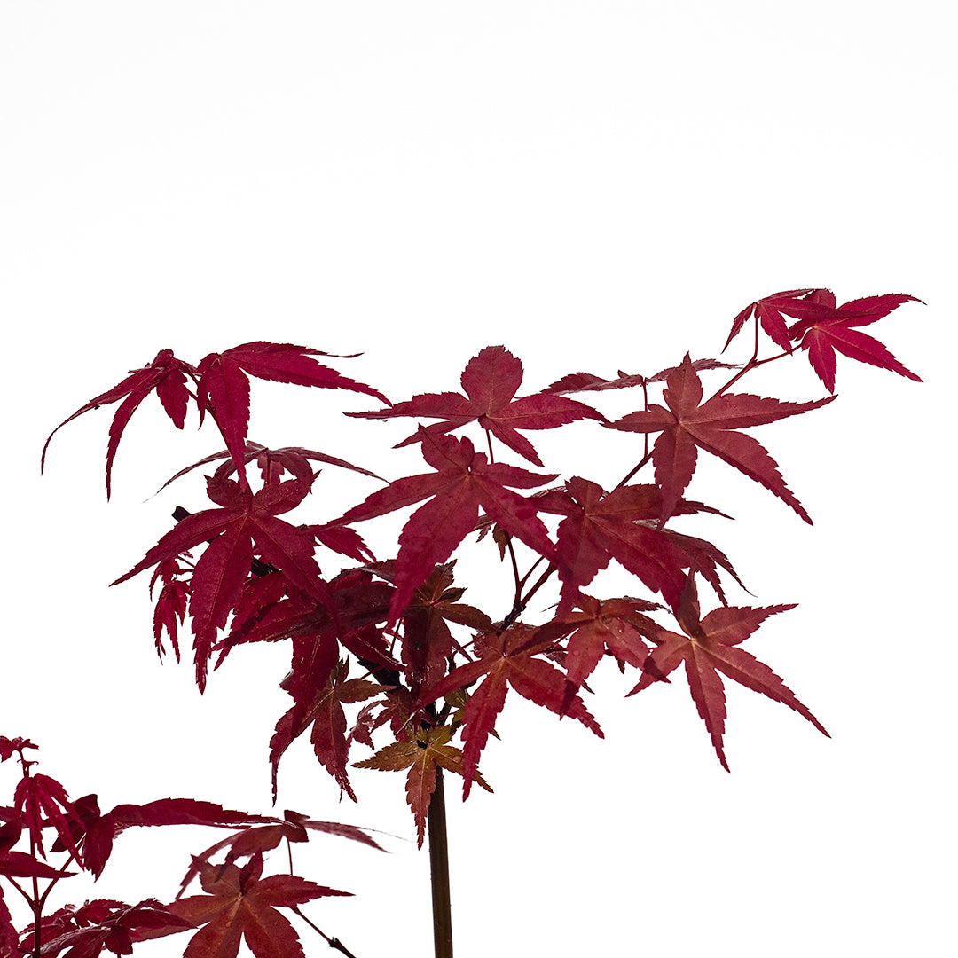 Acer Palmatum Cv. "Deshojo" - Acero Giapponese Rosso (Vaso Quadro 9X9X10 Cm, FRANCO)