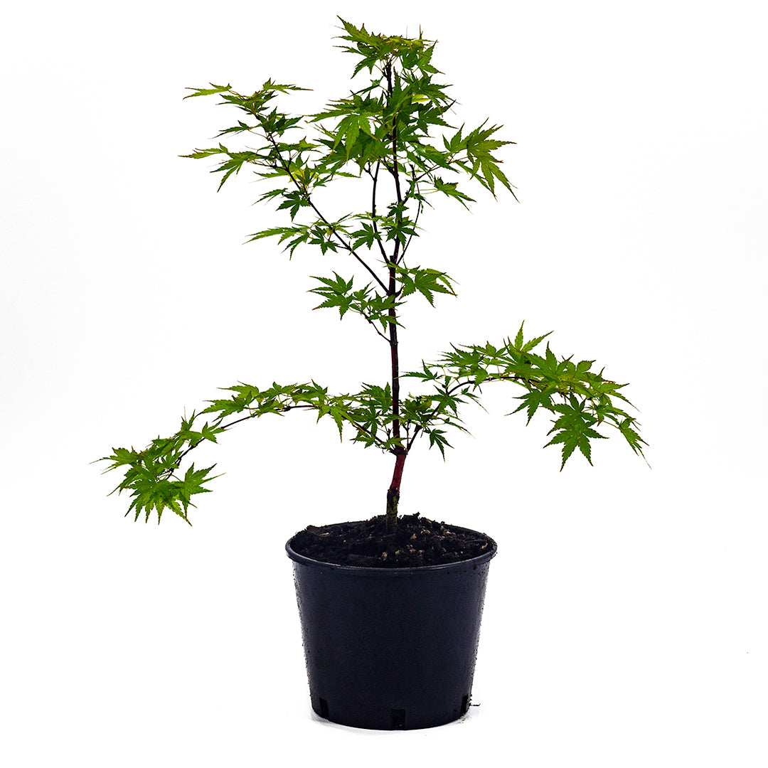 Acer palmatum "corallinum" INNESTATO- acero giapponese a fusti arancioni (Vaso 20 cm)