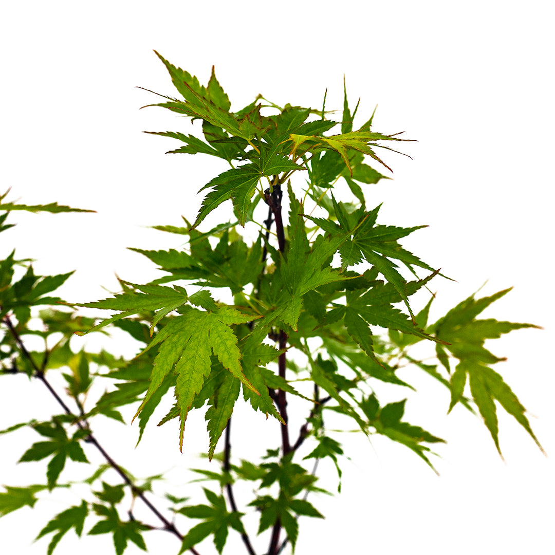 Acer palmatum "corallinum" INNESTATO- acero giapponese a fusti arancioni (Vaso 20 cm)