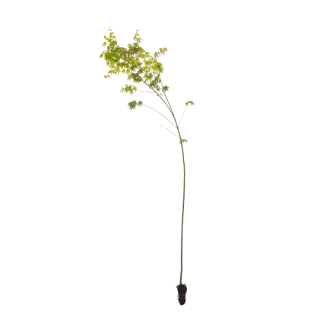 Acer palmatum polymorphum cv. "viridis" ALTO - acero giapponese verde (Alveolo forestale)