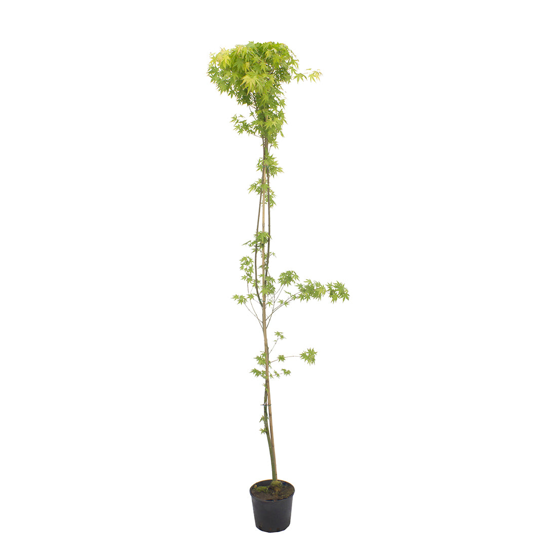 Acer Palmatum Polymorphum Cv. "Viridis" - Acero Giapponese Verde (Vaso 18 Cm, FRANCO)