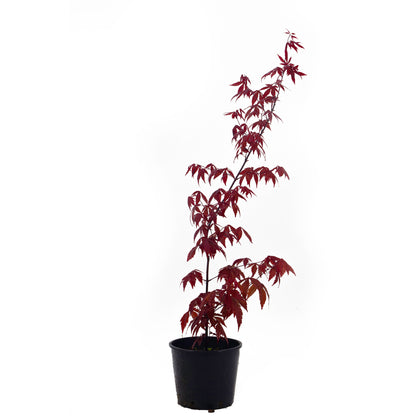 Acer palmatum "atropurpureum" - acero rosso (Vaso 14-16-18 cm, FRANCO)