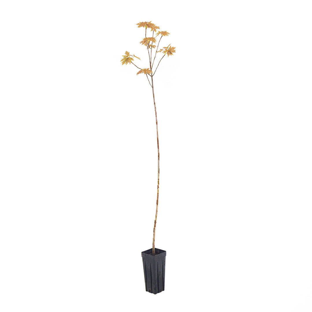 Acer saccharinum - saccharinum maple (Square vase 9x9x20 cm)