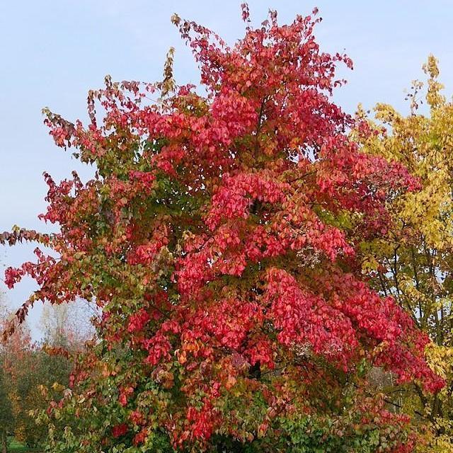 Acer Buergerianum - acero tridente (Alveolo Forestale)
