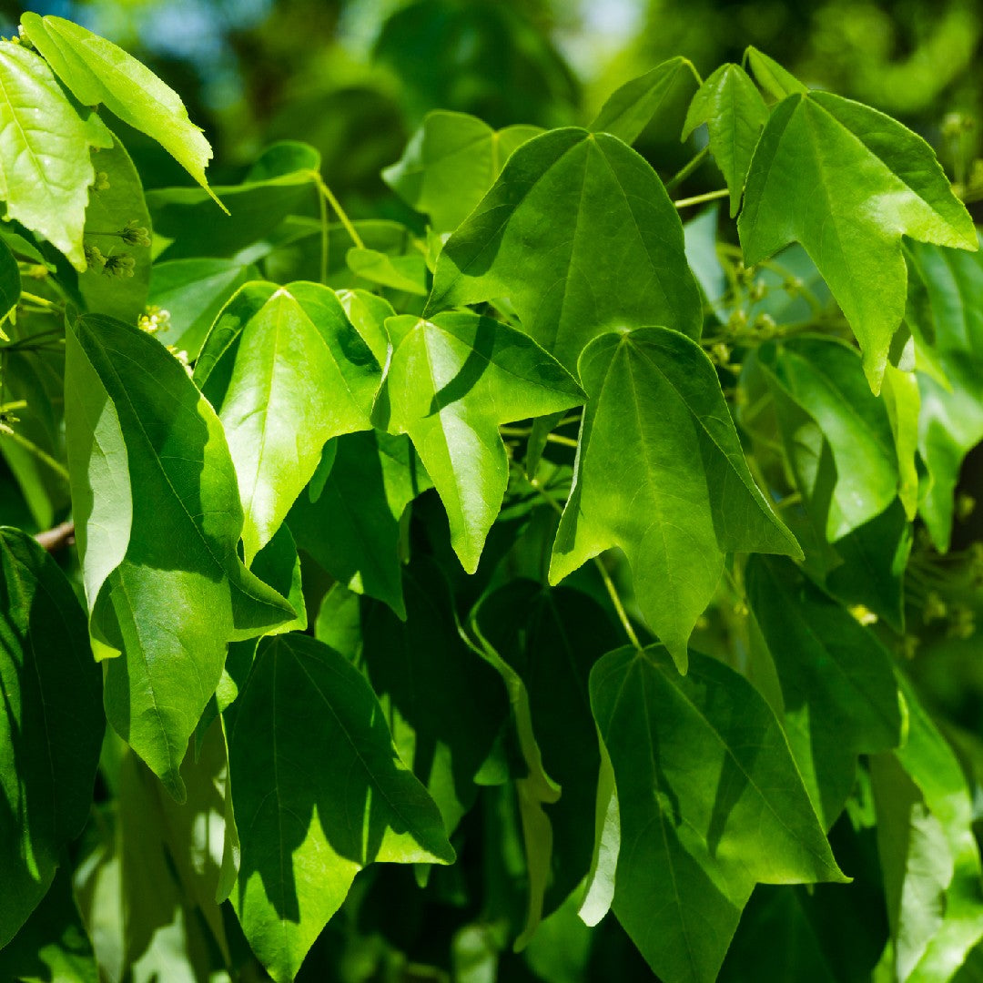 Acer Buergerianum - acero tridente (Alveolo Forestale)