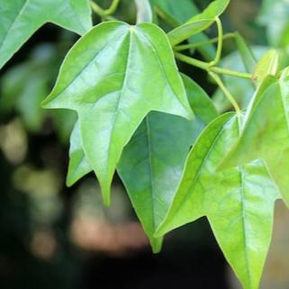 Acer Buergerianum - acero tridente (Alveolo Forestale)