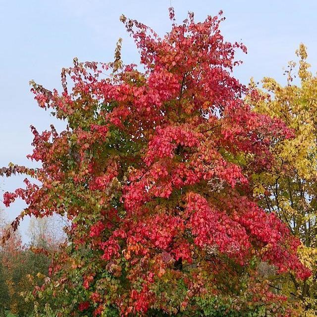 Acer buergerianum - acero tridente (10 piante a radice nuda)