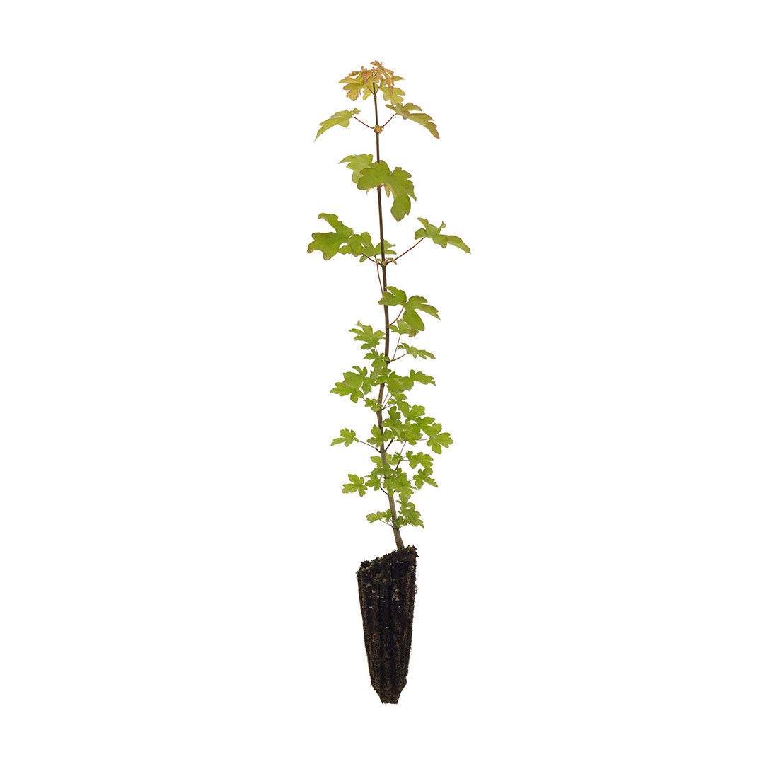 Acer campestre - field maple (Forestry maple)