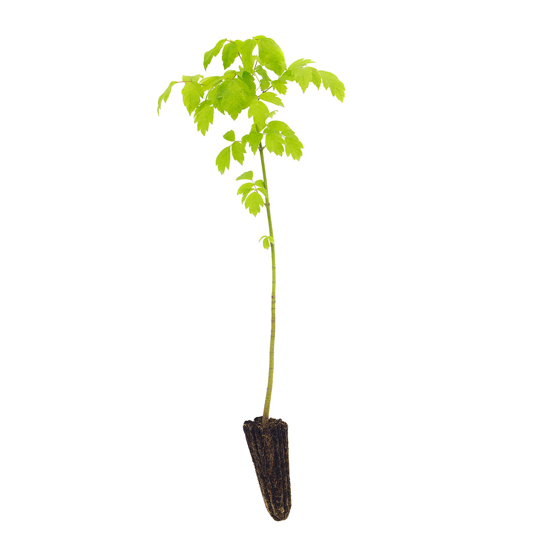 Acer negundo - American maple (forest honeycomb)