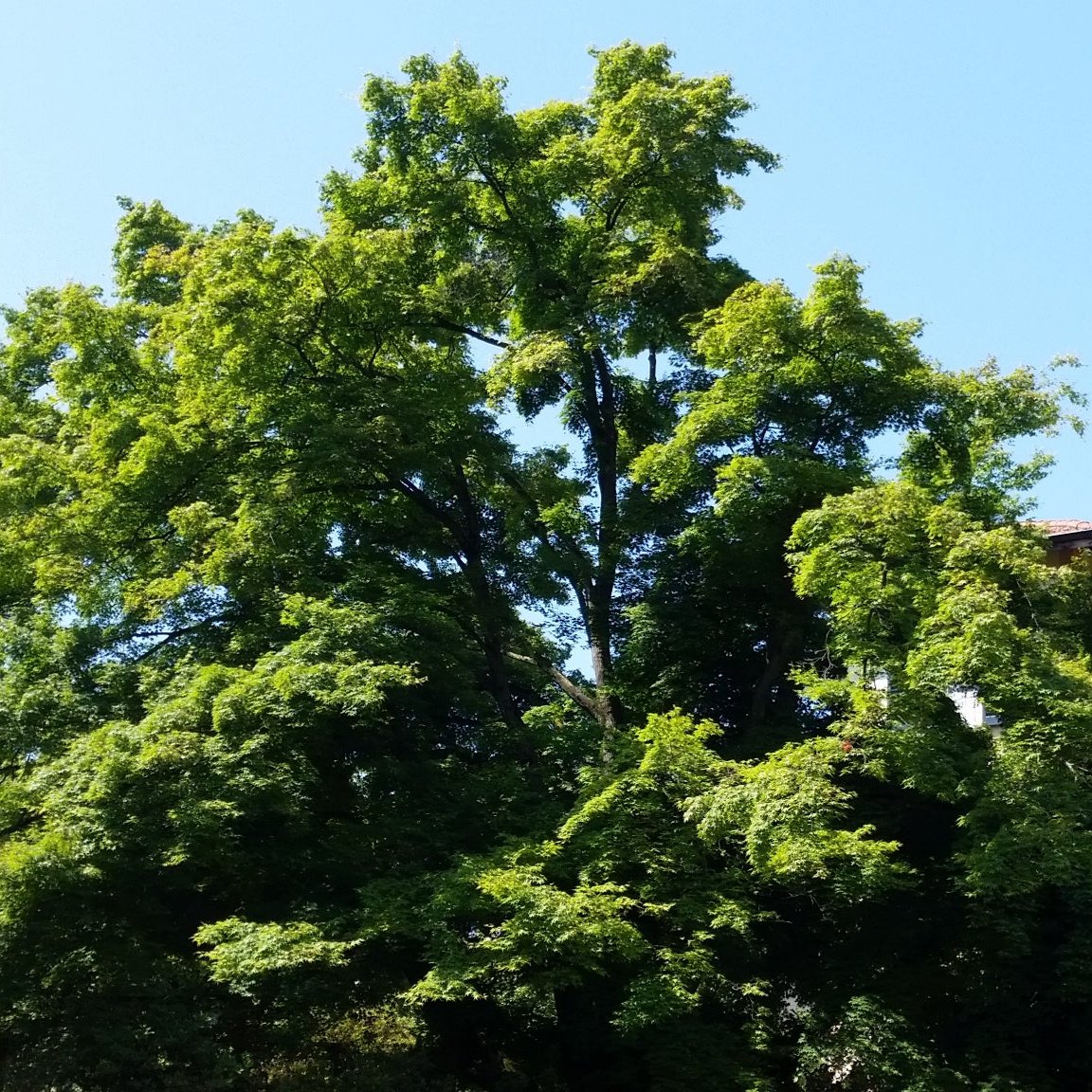 Acer palmatum polymorphum cv. "viridis" FRANCO- acero giapponese verde (5 piante a radice nuda)