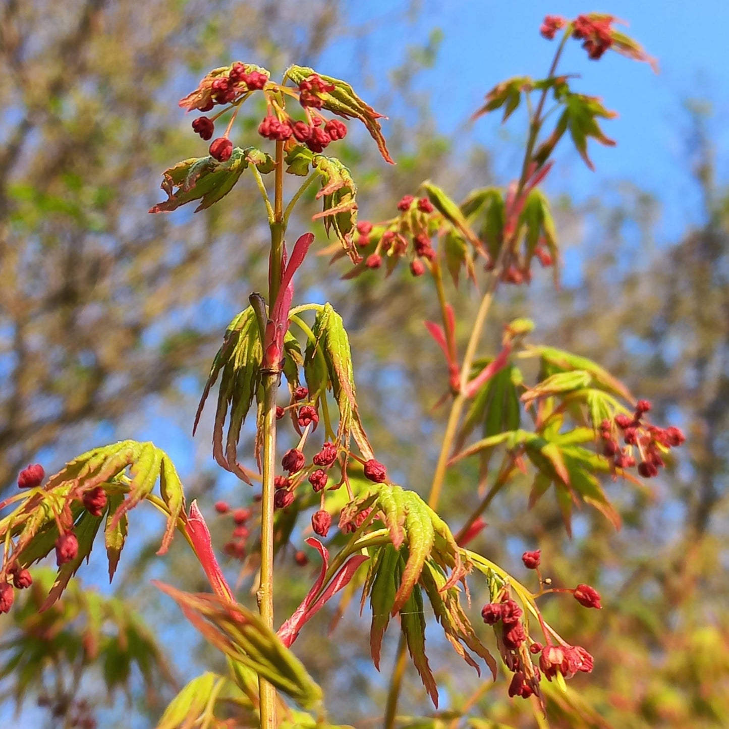 Acer palmatum polymorphum cv. "viridis" FRANCO- acero giapponese verde (5 piante a radice nuda)