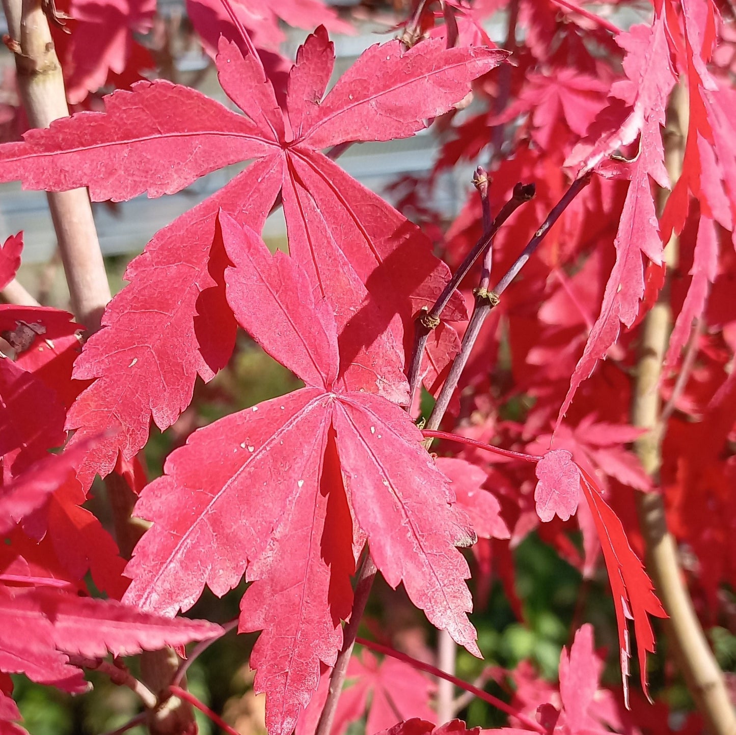 Acer palmatum polymorphum cv. "viridis" FRANCO- acero giapponese verde (5 piante a radice nuda)