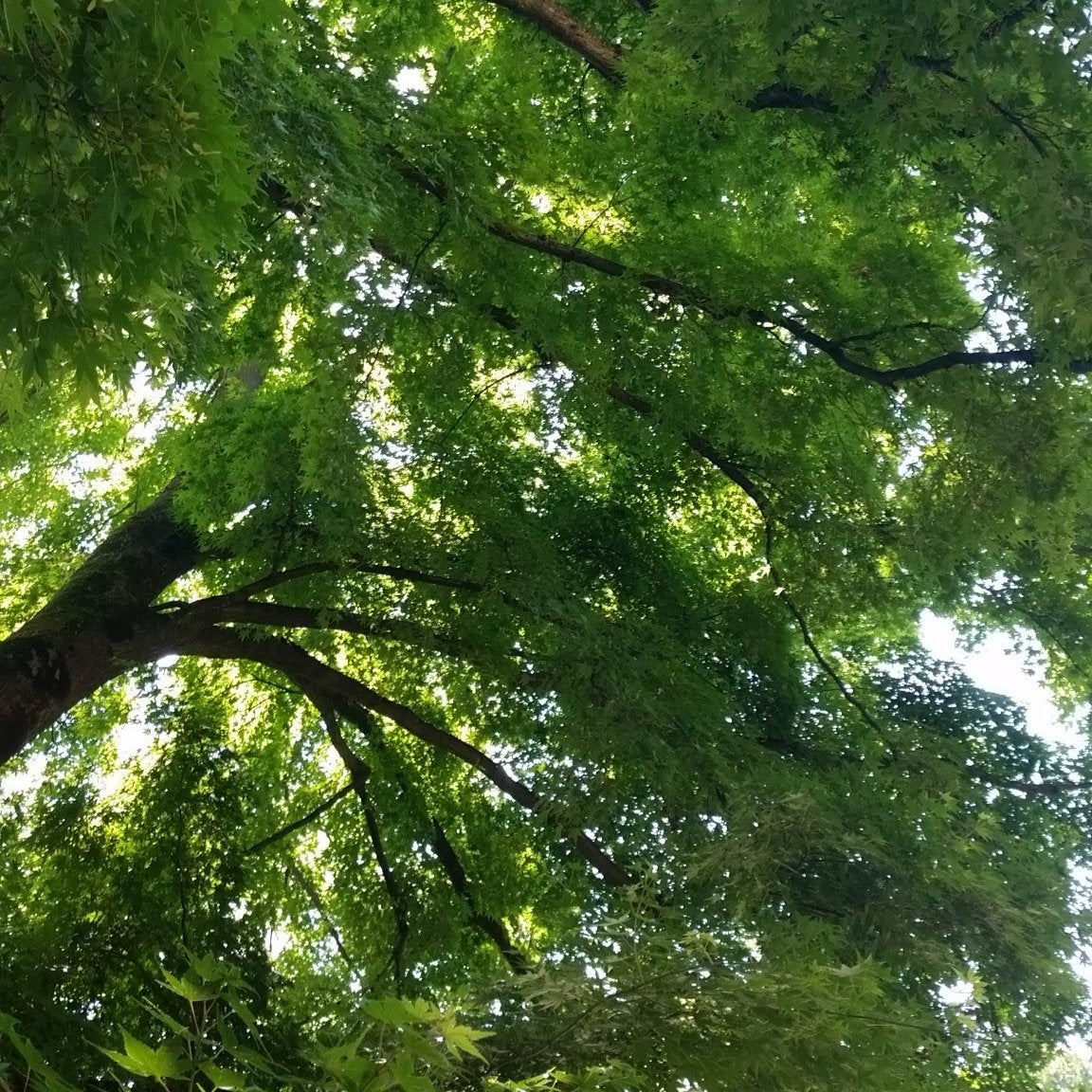 Acer palmatum polymorphum cv. "viridis" FRANCO- acero giapponese verde (5 piante a radice nuda)