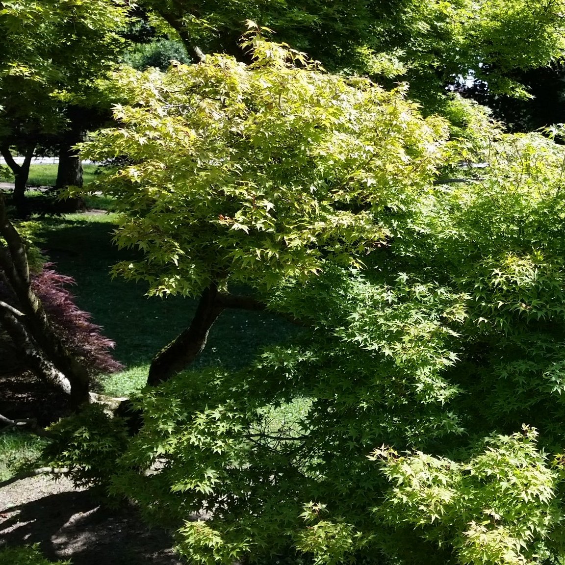 Acer palmatum polymorphum cv. "viridis" FRANCO- acero giapponese verde (5 piante a radice nuda)