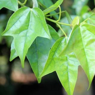 Acer buergerianum - acero tridente (10 piante a radice nuda)