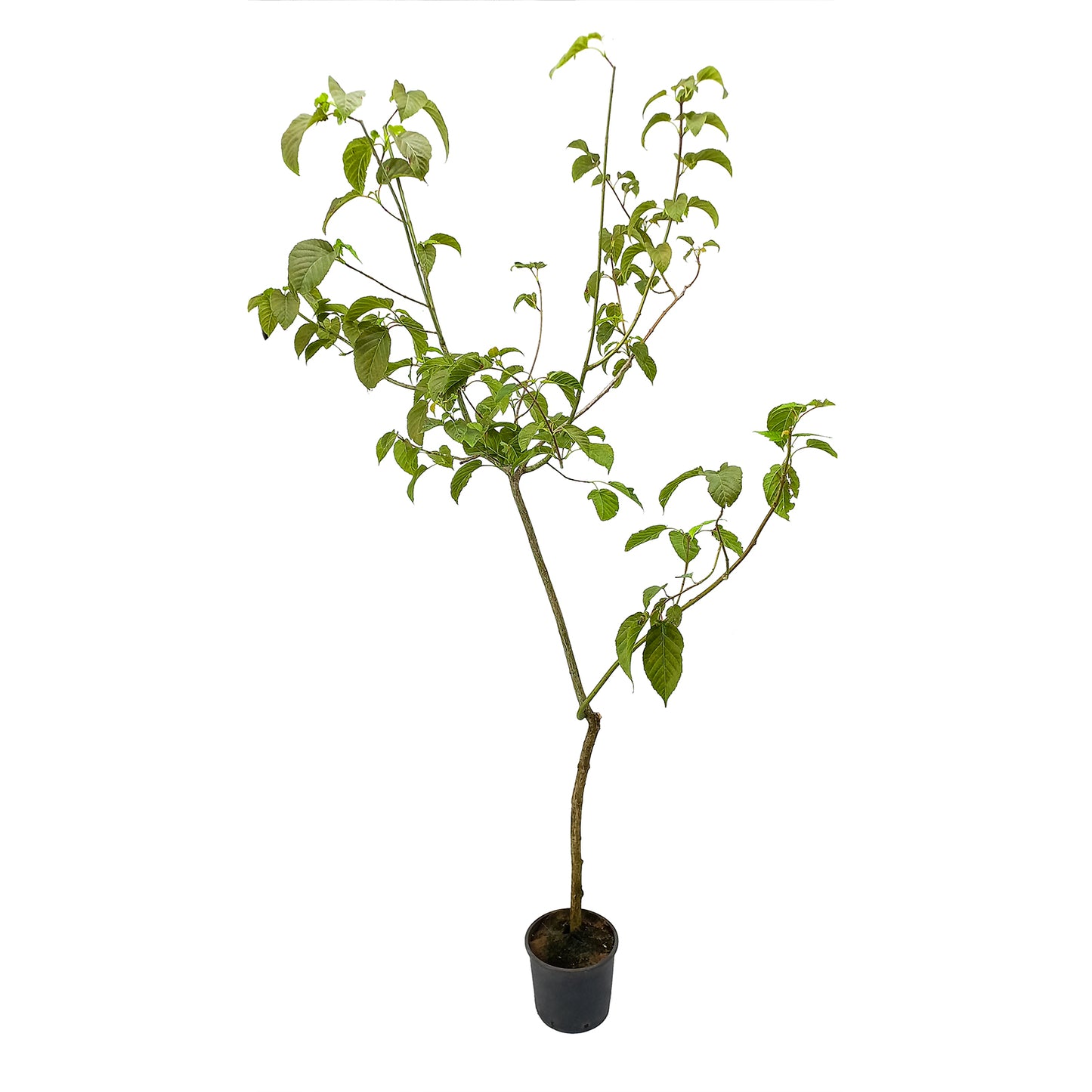 Acer davidii - Acero del padre David (Vaso 18 cm)