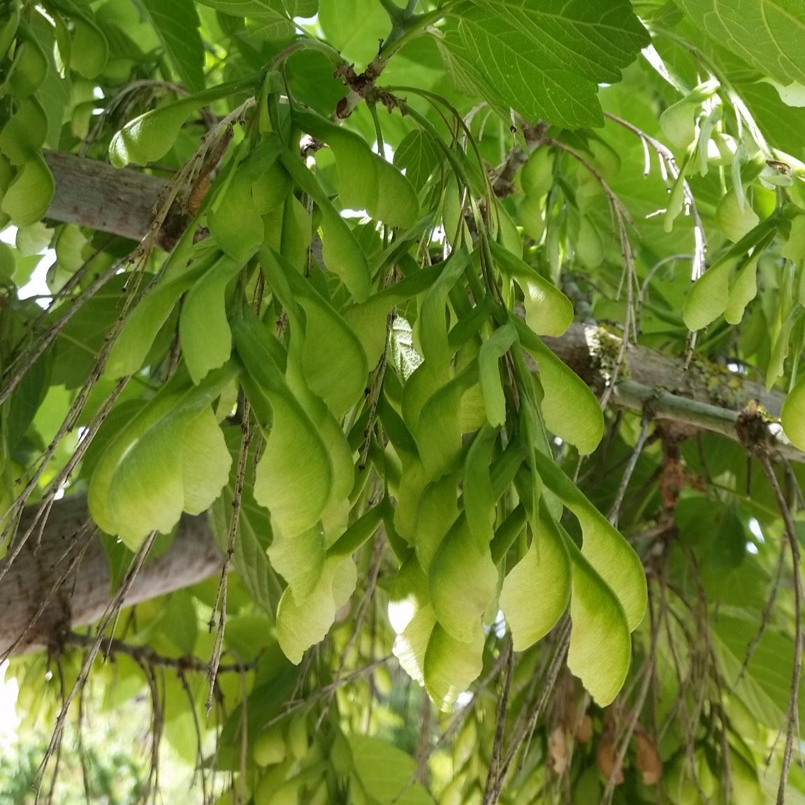 Acer negundo - American maple (forest honeycomb)