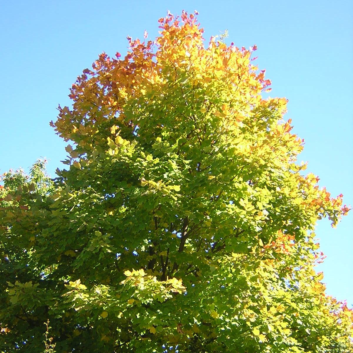 Acer pseudoplatanus albero VivaiMDB