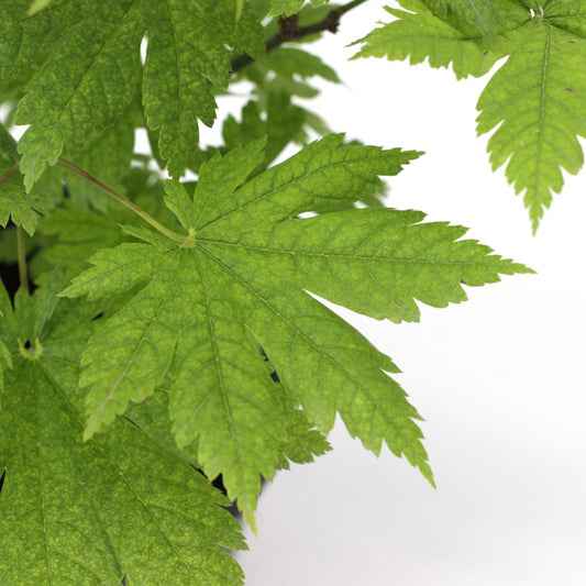 Acer japonicum cv. "aconitifolium" INNESTATO - acero giapponese arcobaleno (Vaso 18 cm)