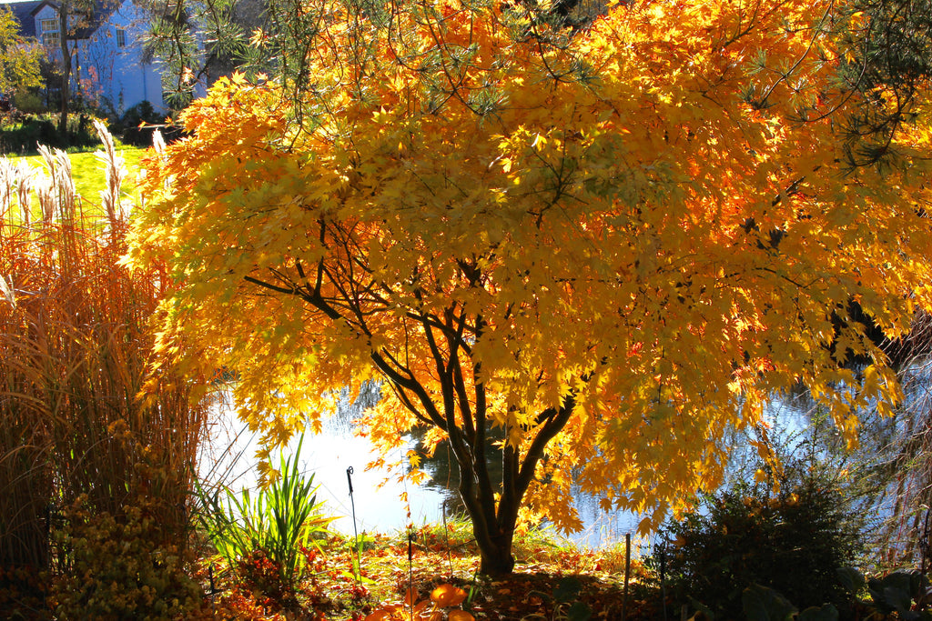 Acer palmatum cv. "orange dream" - orange Japanese maple (18 cm pot, GRAFTED)