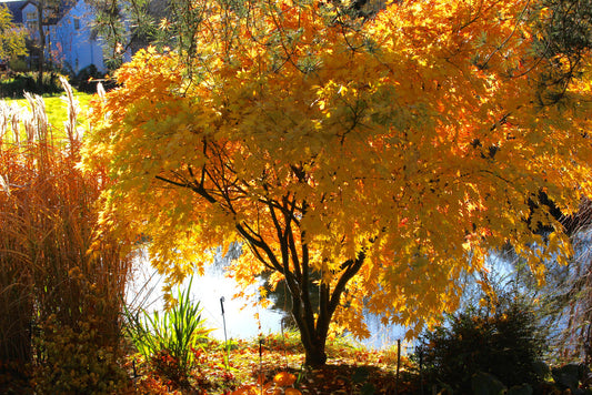 Acer palmatum cv. "orange dream" - acero giapponese arancione (Vaso 18 cm, INNESTATO)