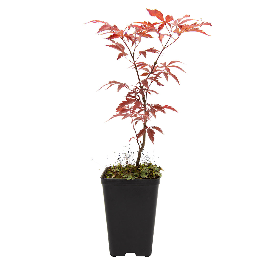 Acer palmatum "atropurpureum" - acero rosso (Vaso quadro 9x9x13 cm, FRANCO)