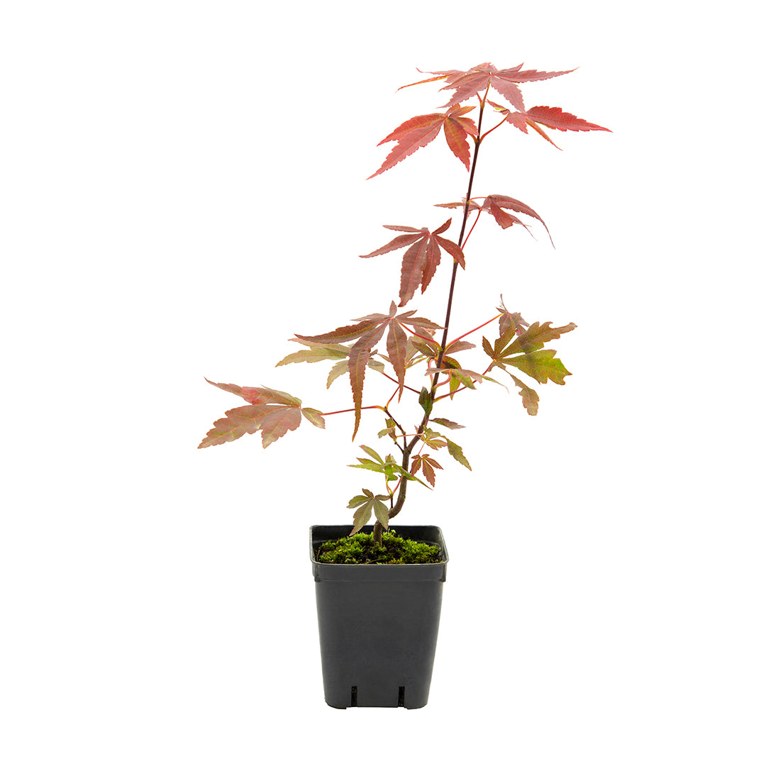 Acer palmatum "atropurpureum" - acero rosso (Vaso quadro 7x7x8 cm, FRANCO)