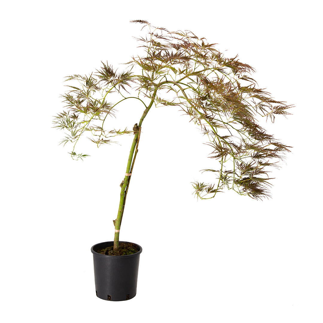 Acer palmatum "atropurpureum dissectum" innsetato alto - acero giapponese rosso (Vaso 18 cm)