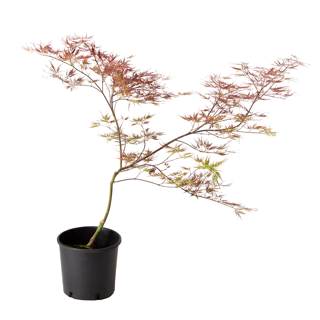 Acer palmatum "dissectum stella rossa" - acero giapponese rosso dissectum (Vaso 18 cm)