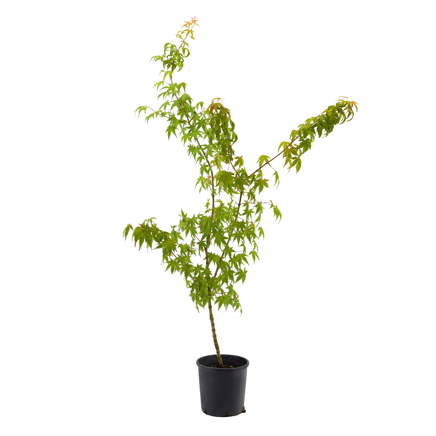 Acer palmatum cv. "viridis" FRANCO - acero giapponese verde (Vaso 18 cm)