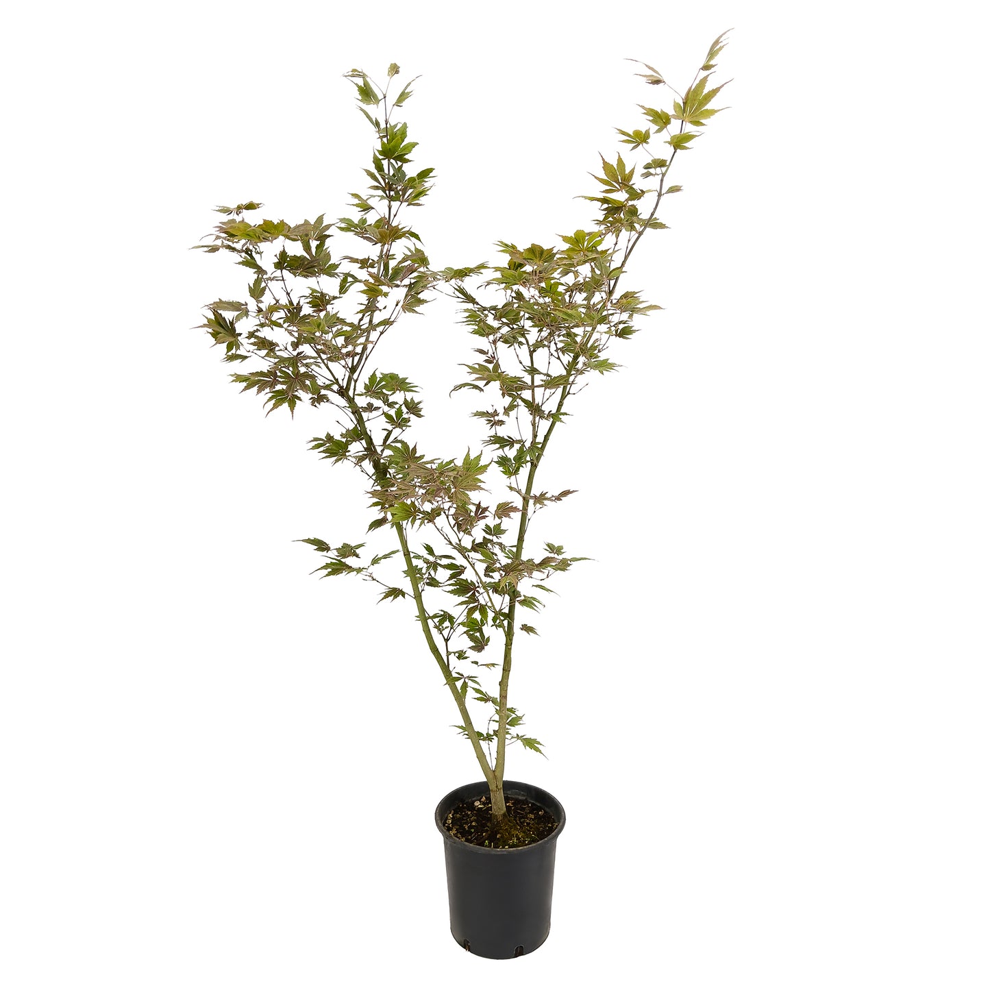 Acer palmatum cv. "rubro-viridis" FRANCO - acero giapponese rosso e verde (Vaso 18 cm)