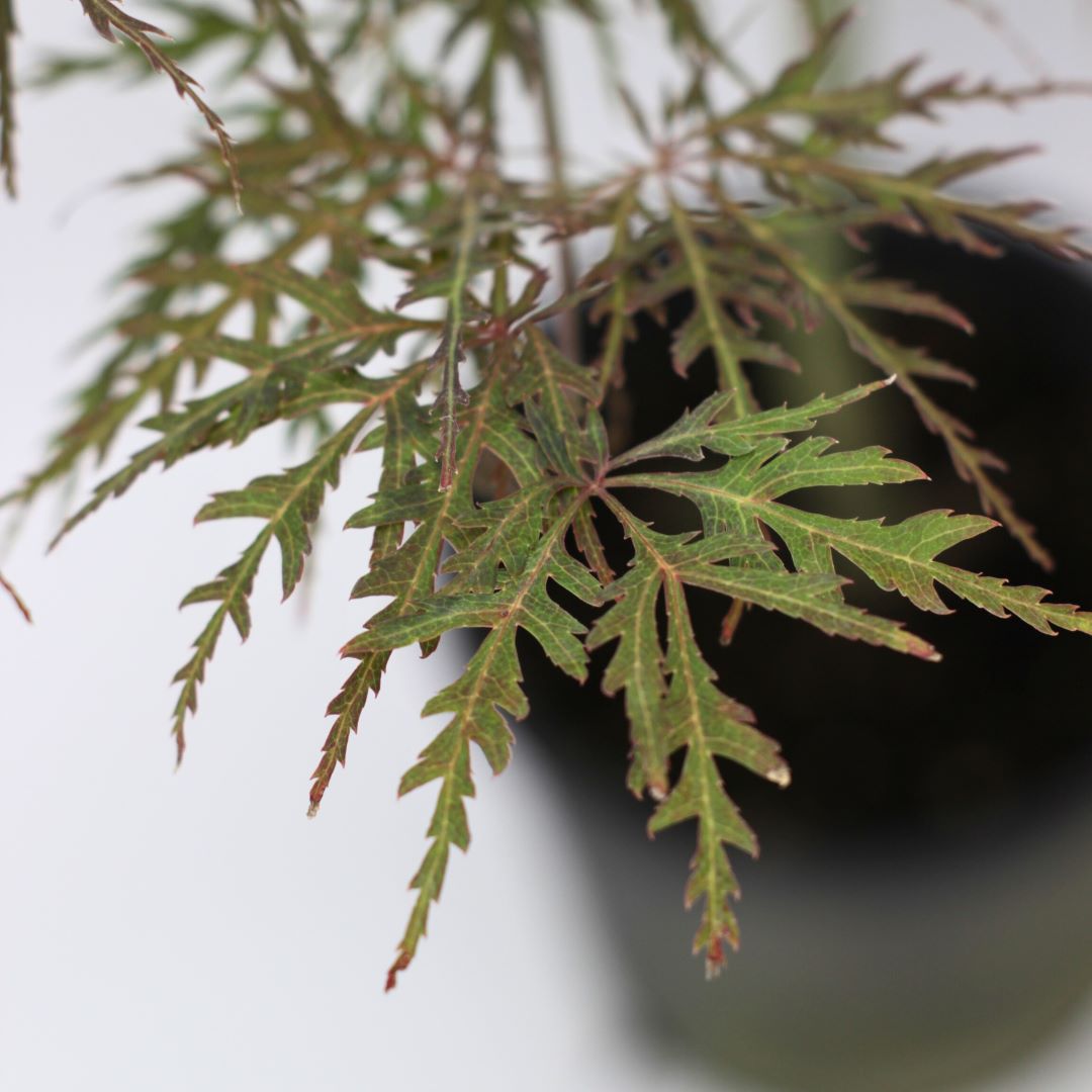 Acer palmatum "dissectum stella rossa" - INNESTO ALTO acero giapponese rosso dissectum (Vaso 22 cm)