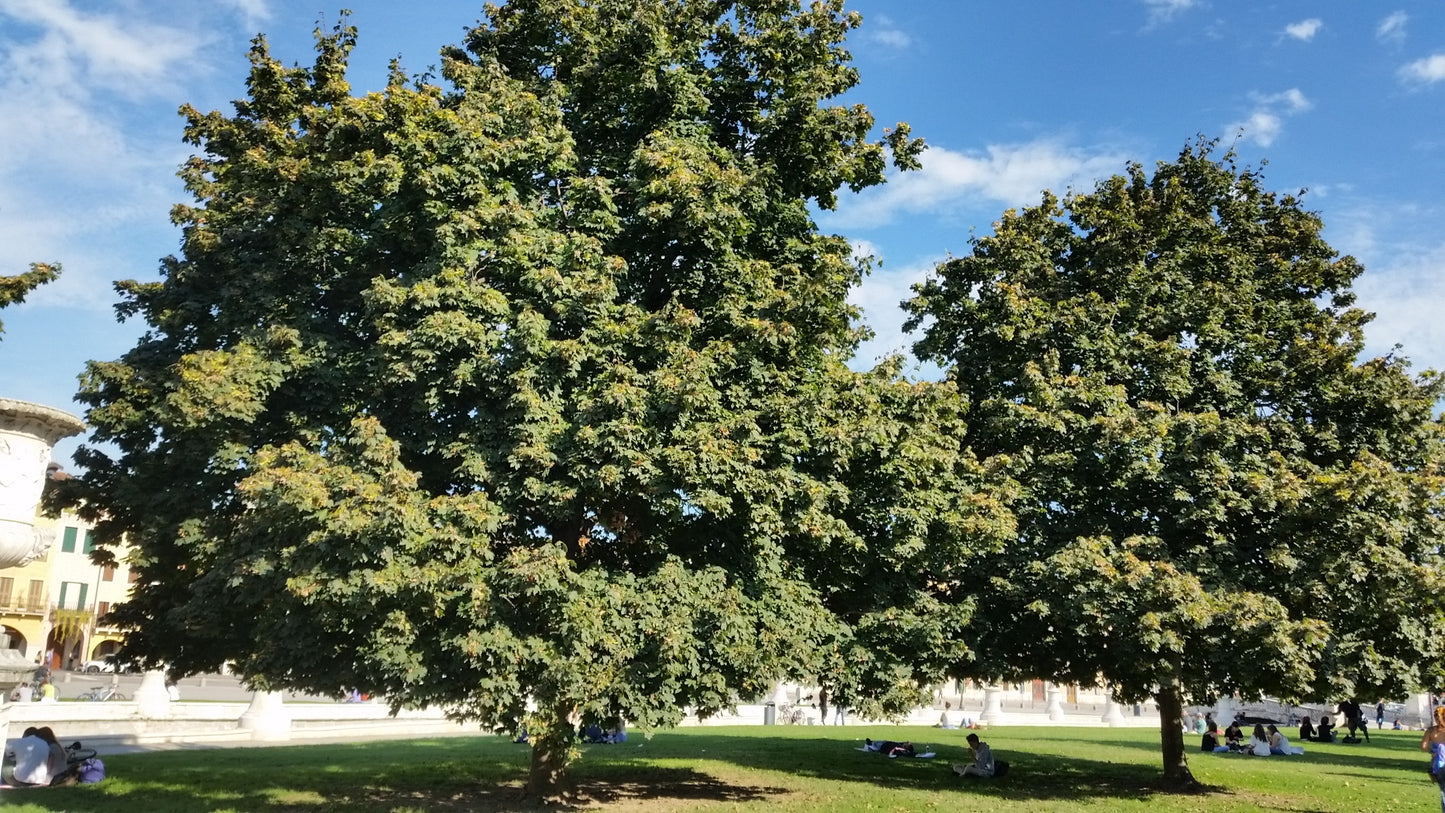 Acer pseudoplatanus - acero di monte (Alveolo forestale)