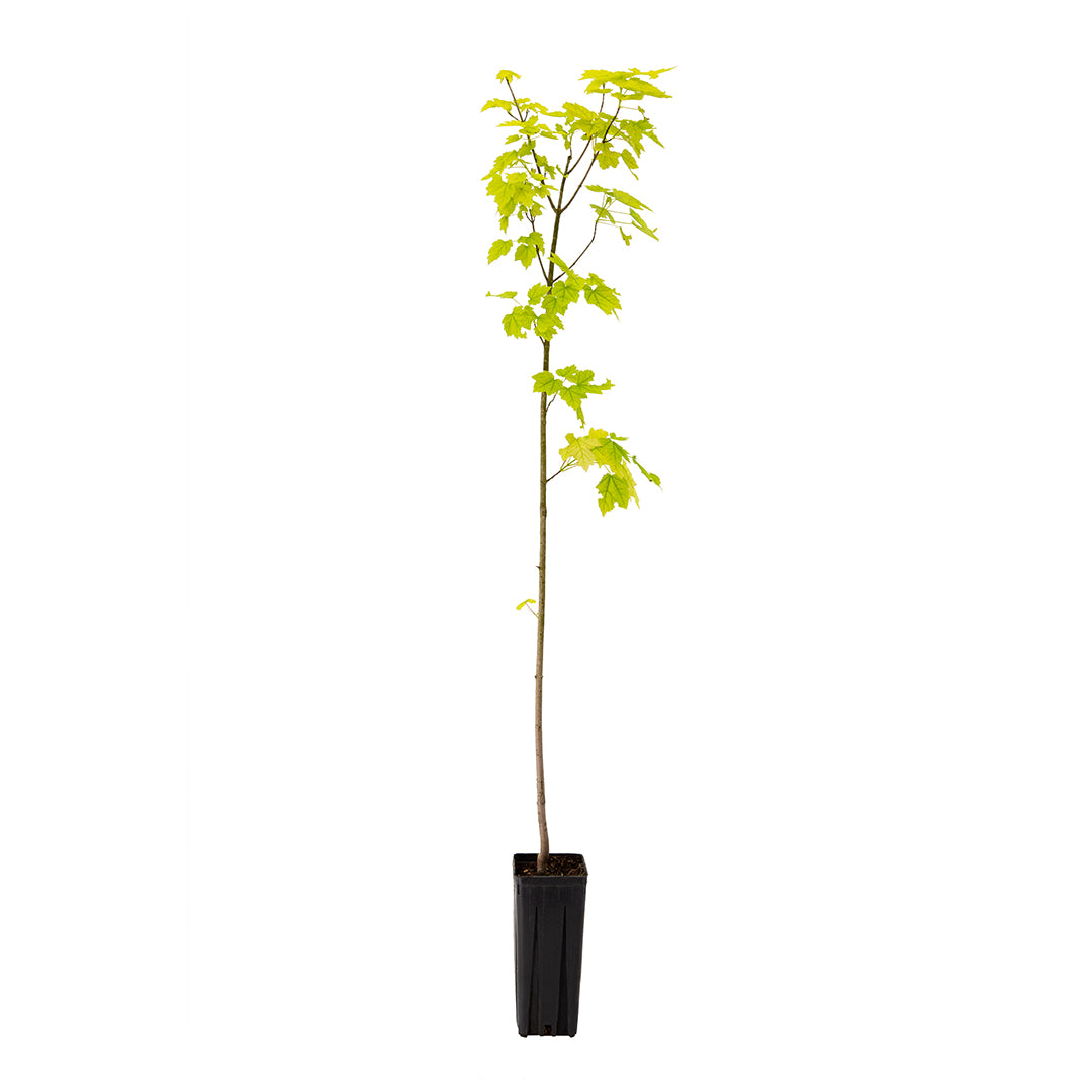 L'alberello di Acer rubrum cv "Brandywine" (acero rosso) dei Vivai Mola della Badia cresce in un vaso quadrato di 9x9x20 cm; le sue foglie verde intenso diventeranno di un rosso acceso man mano che crescerà, perfette per godersi il cambiamento di colore stagionale.