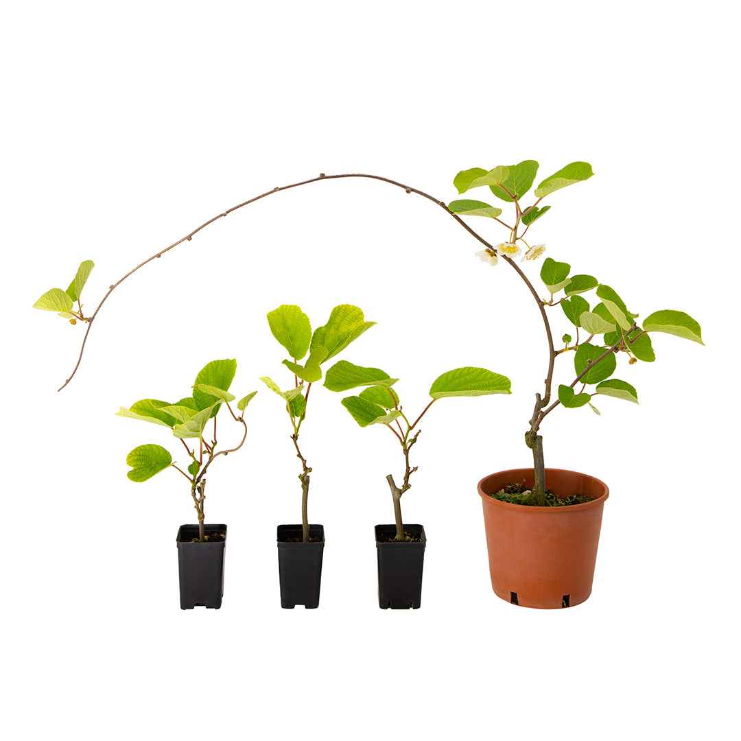 Actinidia sinensis cv. Tumori - kiwi (SET 4 VASI 7x7x8 cm - 3 femmine cv. Hayward e 1 maschio )