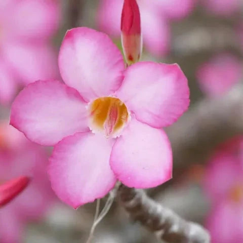 Adenium arabicum Desert cv "night fork" - rosa del deserto (Vaso quadro 7x7x8 cm)