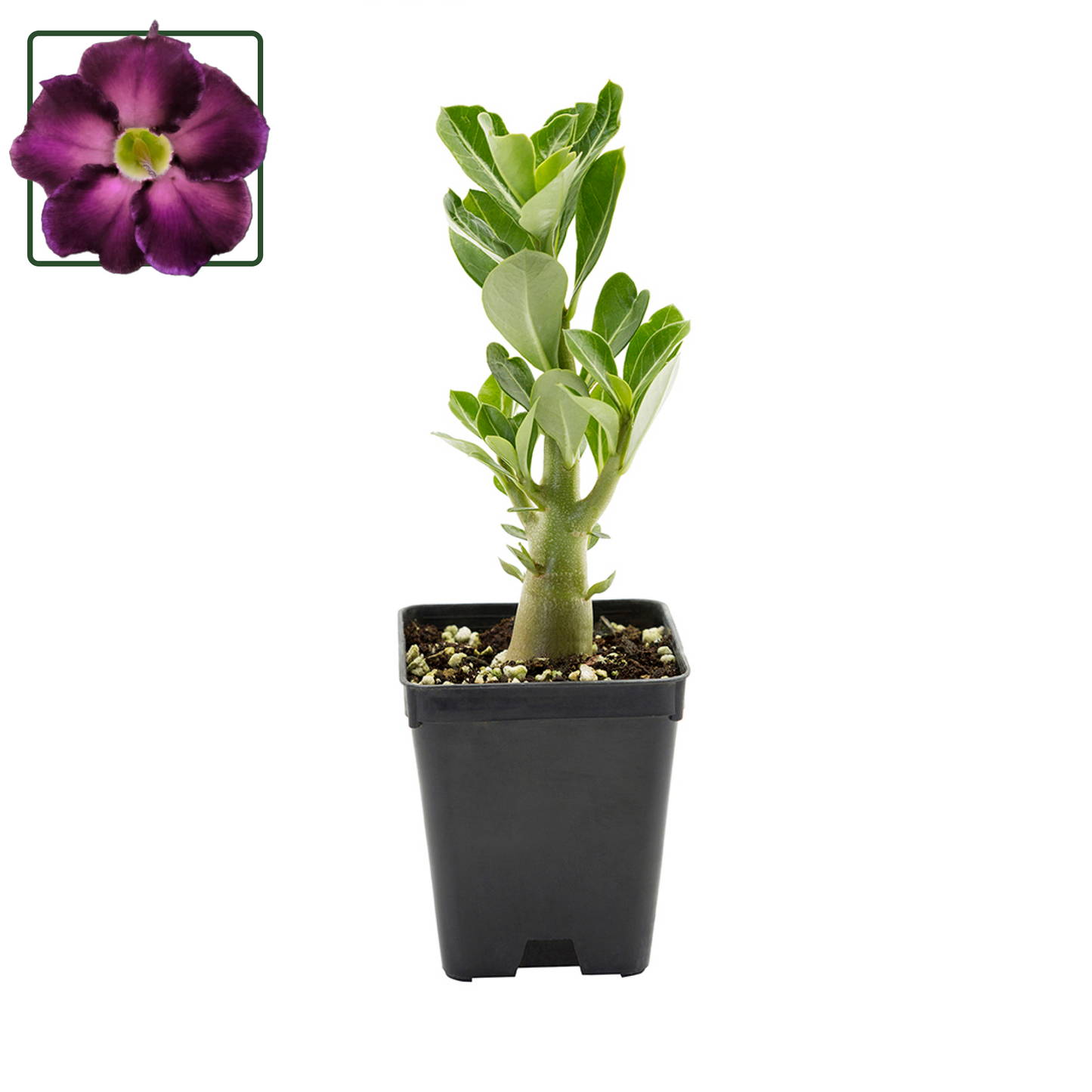 Adenium obesum KO ebay 99 - desert rose (Square vase 7x7x8 cm)