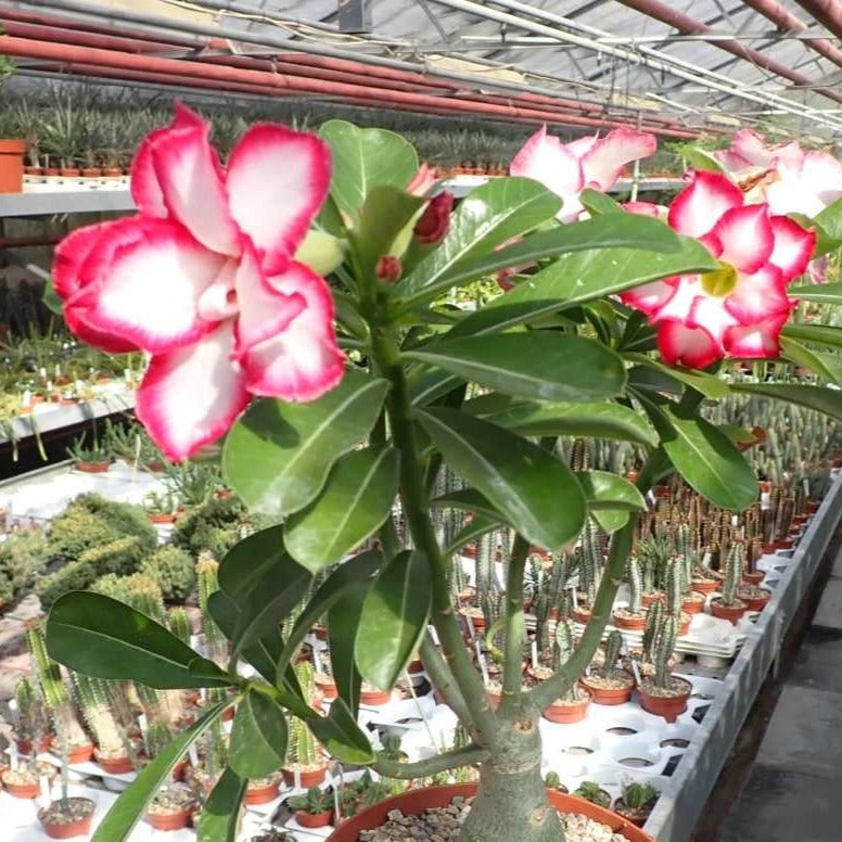 Adenium obesum cv "Super Noble Concubine" - rosa del deserto (Vaso quadro 7x7x8 cm)