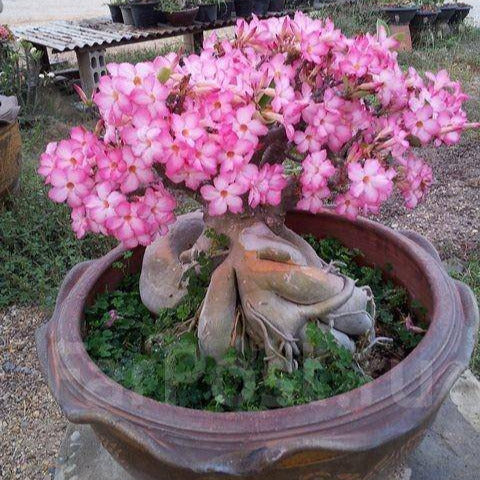 Adenium arabicum Desert cv "night fork" - rosa del deserto (Vaso quadro 7x7x8 cm)