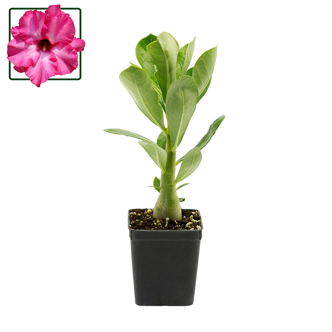 Adenium obesum cv "Mermaid" - rosa del deserto (Vaso quadro 7x7x8 cm)