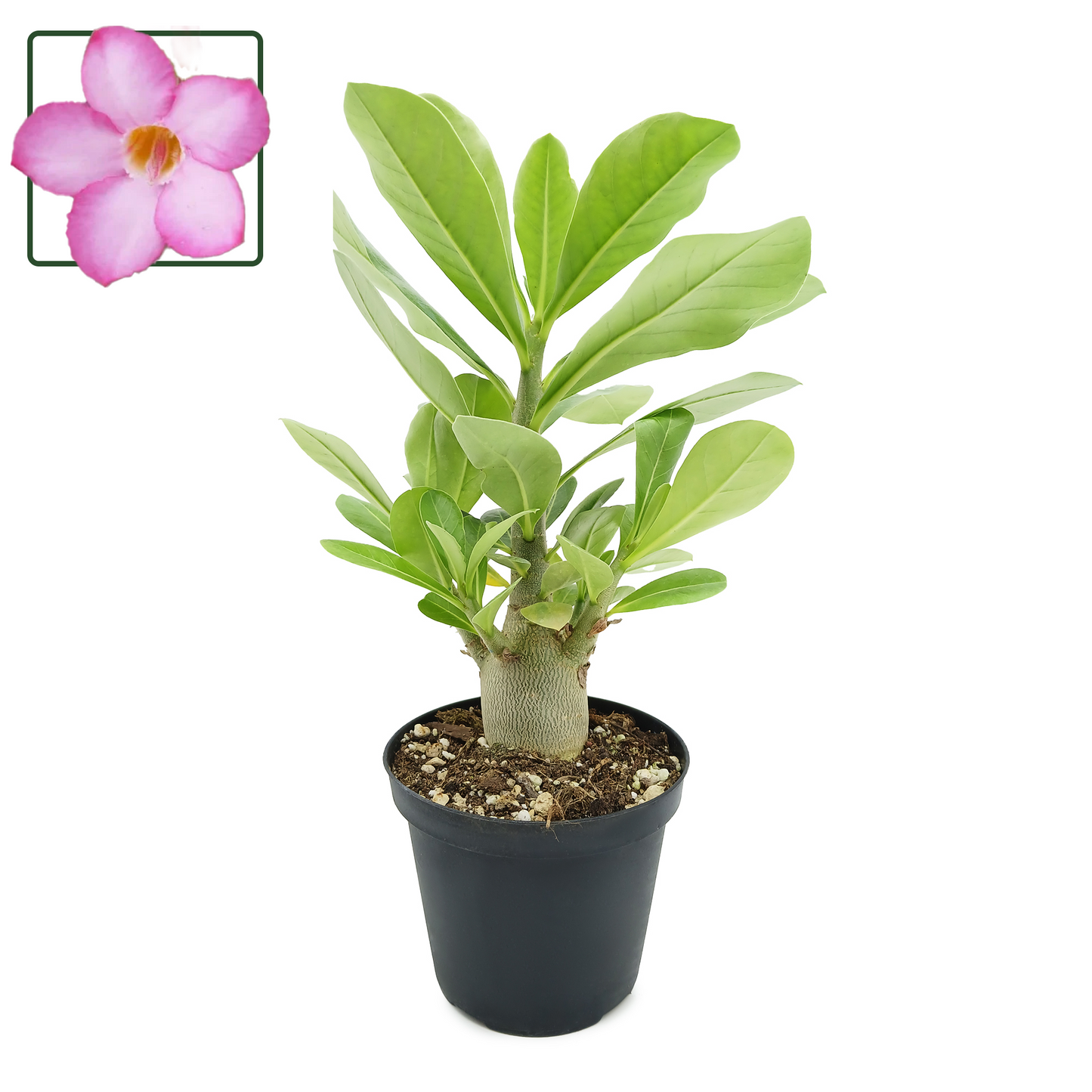 Adenium arabicum Desert cv "night fork" - rosa del deserto (Pianta in Vaso)