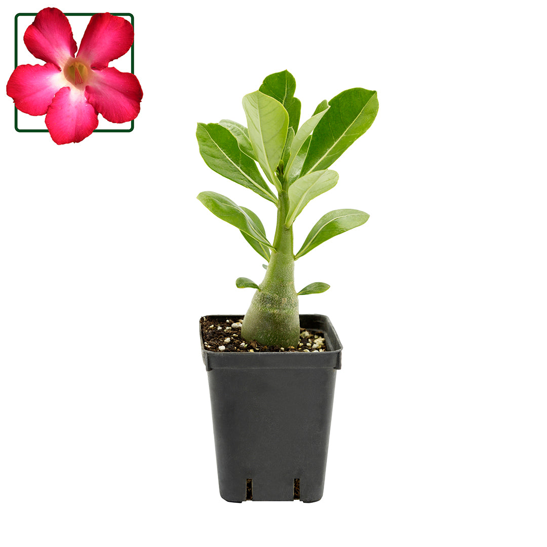 Adenium Obesum Pink - Rosa Del Deserto (Vaso Quadro 7X7X8 Cm)