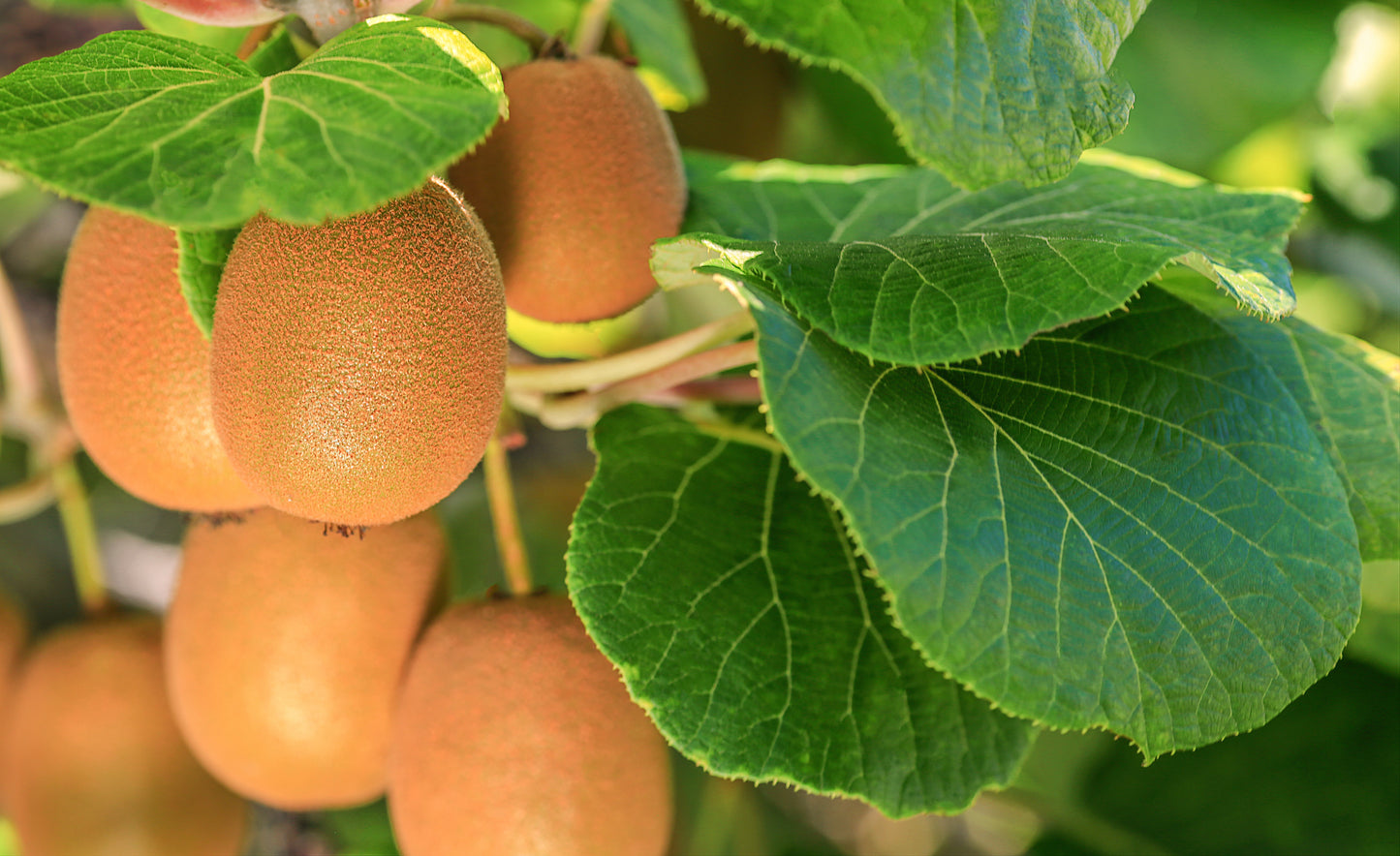 Actinidia sinensis cv. Tumori - kiwi (SET 4 VASI 7x7x8 cm - 3 femmine cv. Hayward e 1 maschio )