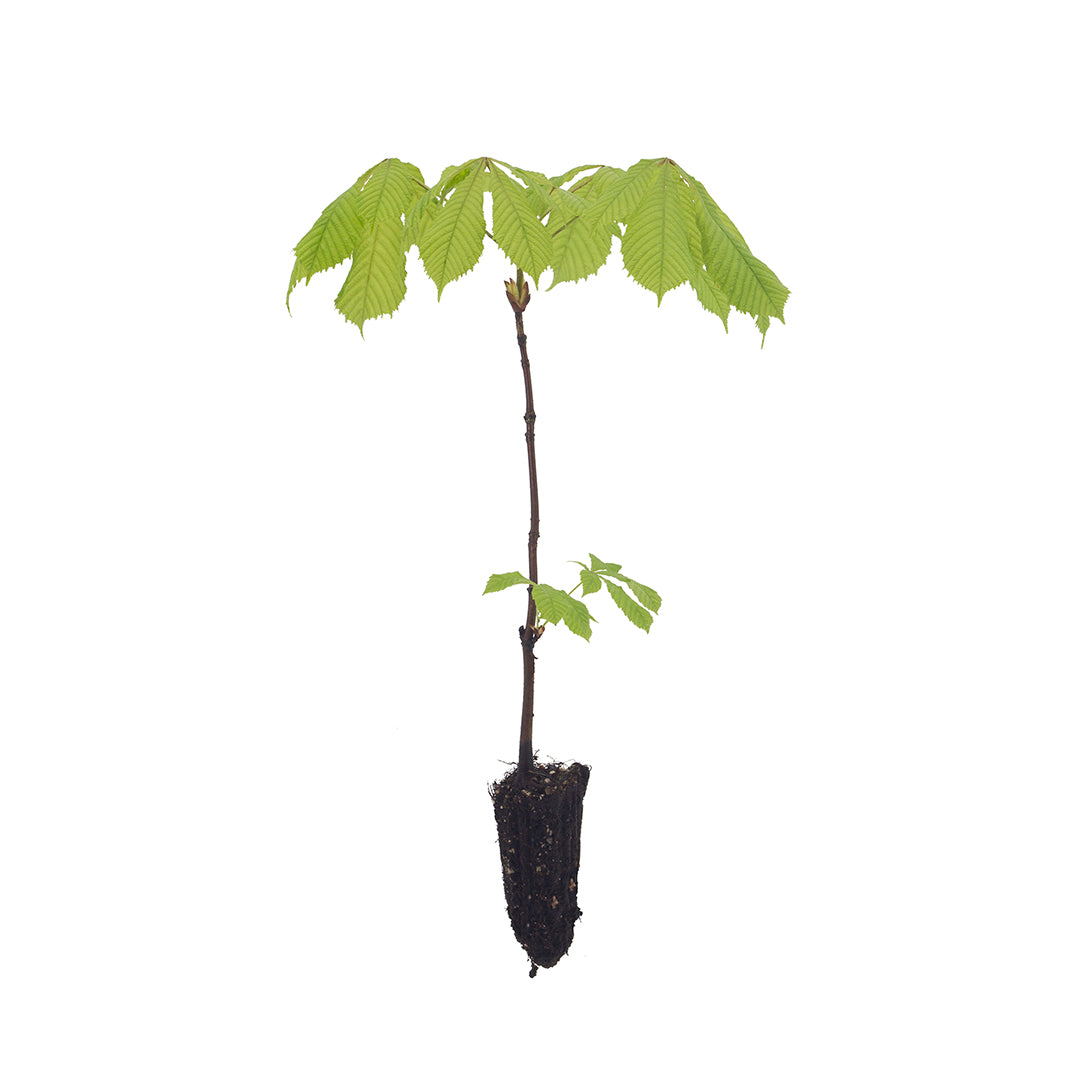 Aesculus hippocastanum - horse chestnut (forest honeycomb)