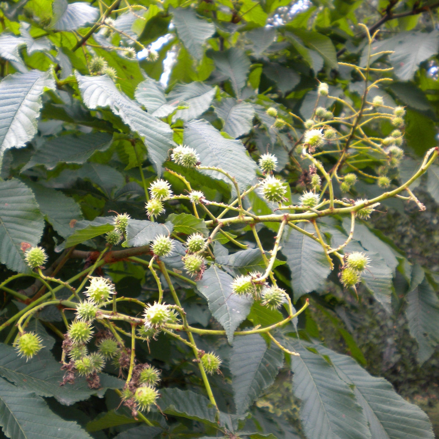 Aesculus hippocastanum - horse chestnut (forest honeycomb)