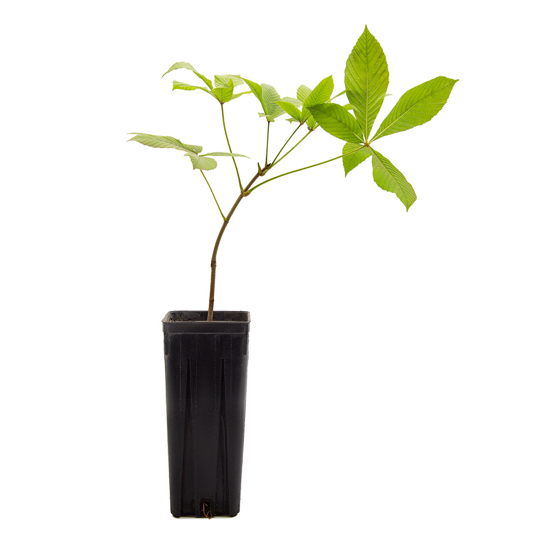 Aesculus pavia - ippocastano rosso (Vaso quadro 9x9x20 cm)
