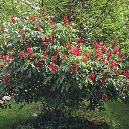 Aesculus pavia - ippocastano rosso (Vaso quadro 9x9x20 cm)